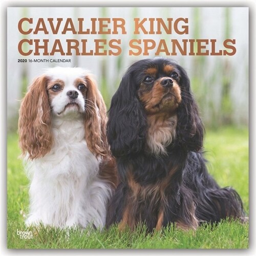 Cavalier King Charles Spaniels 2020 Square Foil (Other)