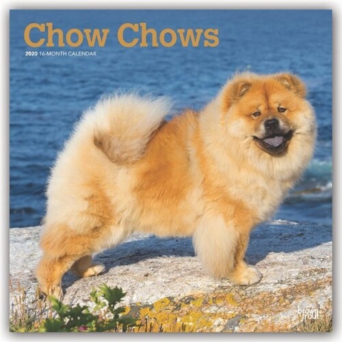 Chow Chows 2020 Square (Other)