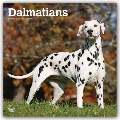 Dalmatians 2020 Square (Other)