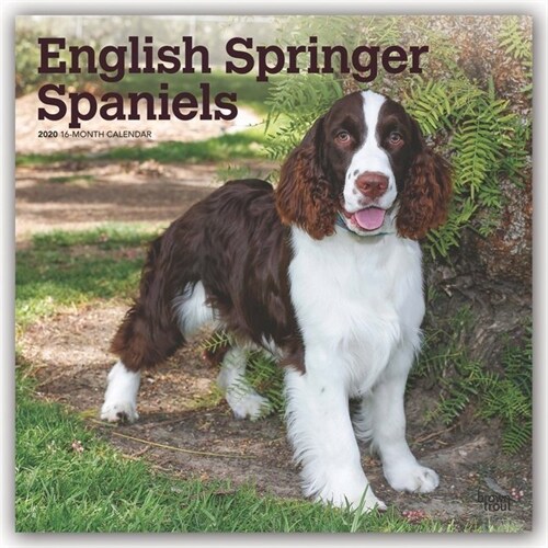 English Springer Spaniels 2020 Square (Other)