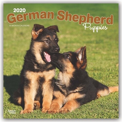 German Shepherd Puppies 2020 Square (Other)