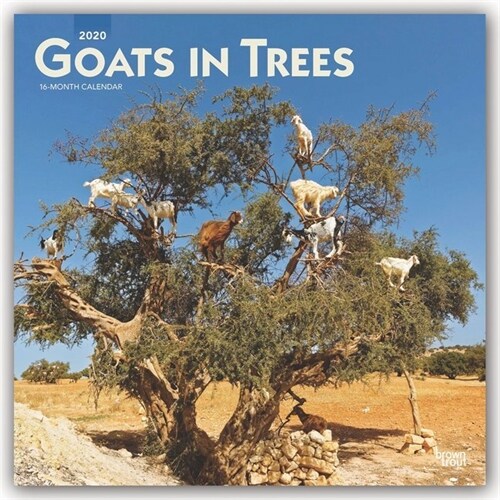 Goats in Trees 2020 Square (Other)
