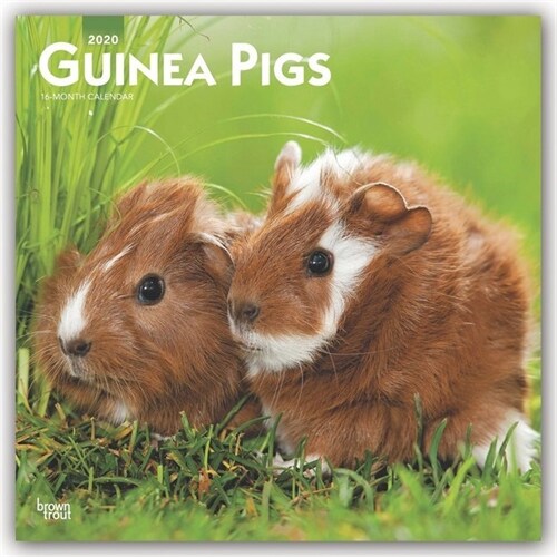 Guinea Pigs 2020 Square (Other)