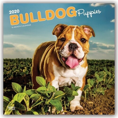 Bulldog Puppies 2020 Square (Other)