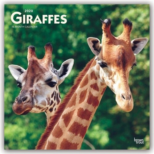 Giraffes 2020 Square (Other)