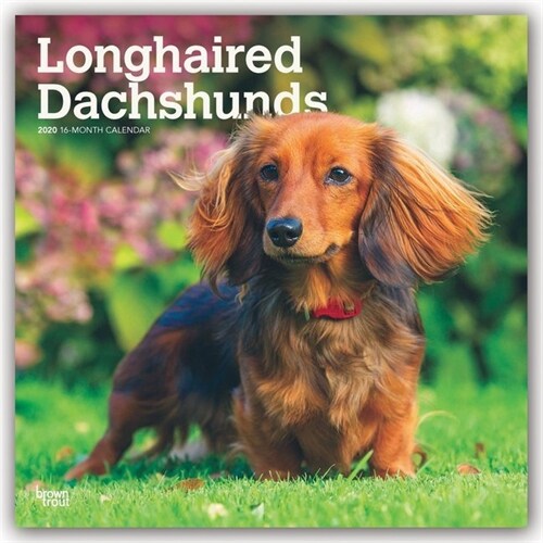 Dachshunds, Longhaired 2020 Square (Other)