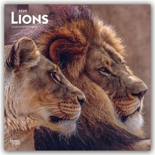 Lions 2020 Square (Other)