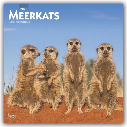 Meerkats 2020 Calendar (Calendar, Wall)