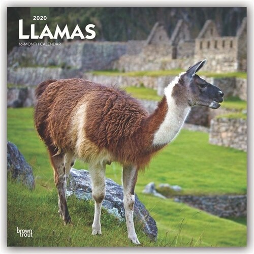 Llamas 2020 Square (Other)