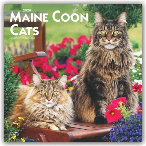 Maine Coon Cats 2020 Square (Other)