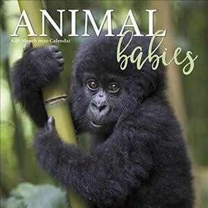 Animal Babies 2020 Calendar (Calendar, Mini)