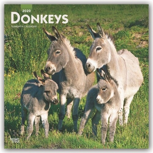 Donkeys 2020 Square (Other)
