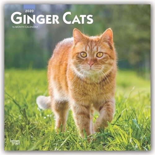 Ginger Cats 2020 Square (Other)