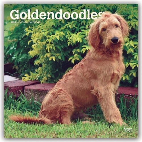 Goldendoodles 2020 Square (Other)