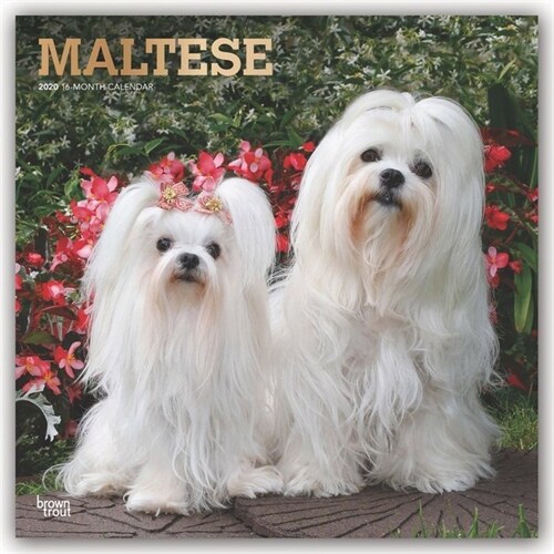 Maltese 2020 Square Foil (Other)