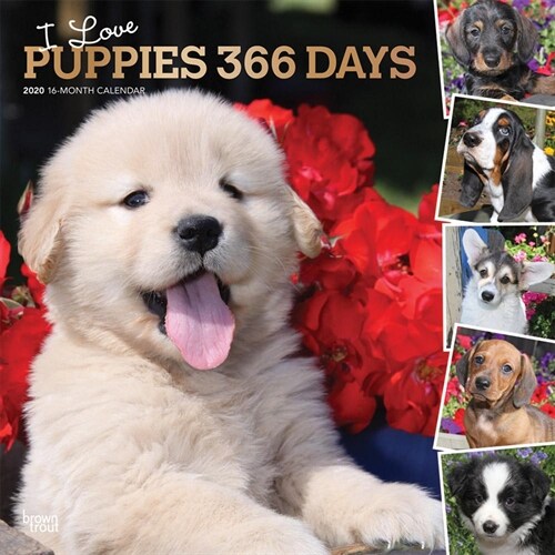 Puppies, I Love, 366 Days, 2020 Square Foil (Other)