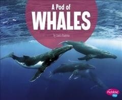 A Pod of Whales (Hardcover)