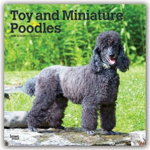 Poodles, Toy and Miniature 2020 Square (Other)