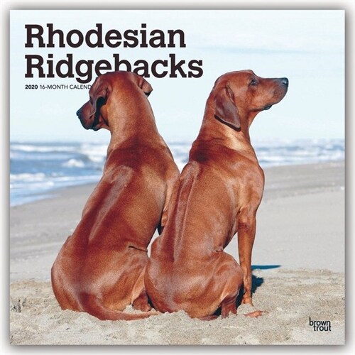 Rhodesian Ridgebacks 2020 Square (Other)