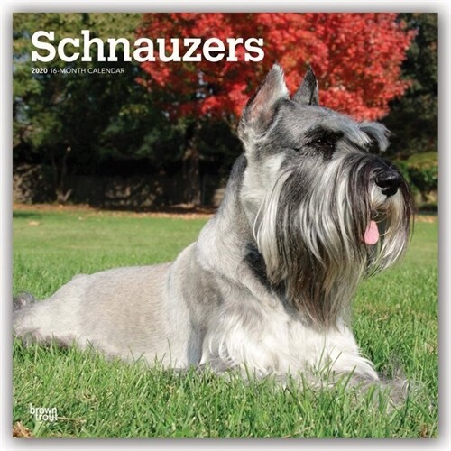 Schnauzers 2020 Square Foil (Other)