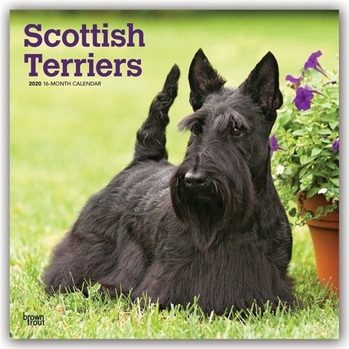 Scottish Terriers 2020 Square (Other)