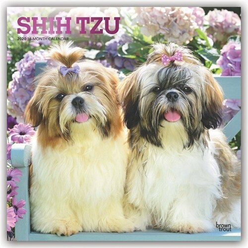 Shih Tzu 2020 Square Foil (Other)