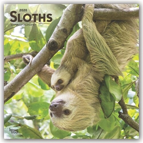 Sloths 2020 Square (Other)