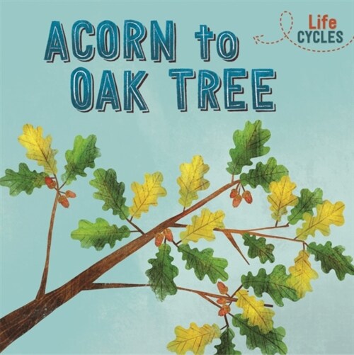 Life Cycles: Acorn to Oak Tree (Hardcover)