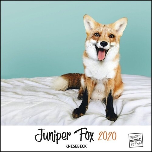 Juniper Fox 2020 - Ein Fuchs zum Verlieben - Tierkalender mit dem beruhmtesten Fuchs im Internet - Quadratformat 24 x 24 cm (Calendar)