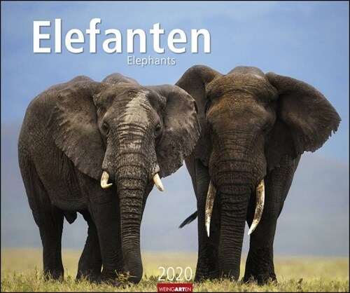 Elefanten Kalender 2020 (Calendar)