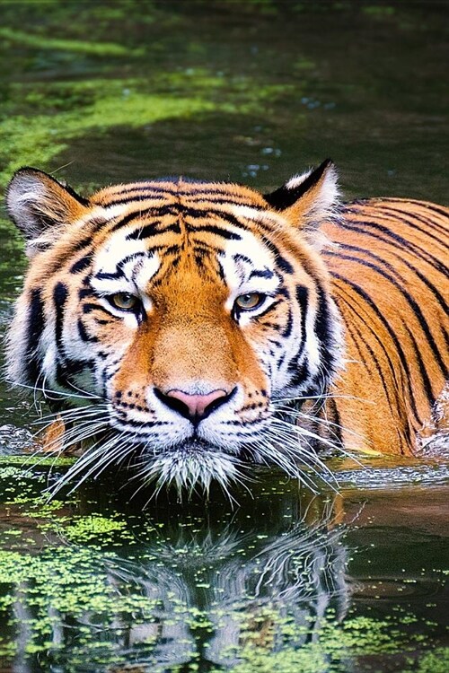 Swimming Tiger: As the Largest Species in the Big Cat Family, Tigers Have More Surface Area That Heats Up, Which Is Probably Why They (Paperback)