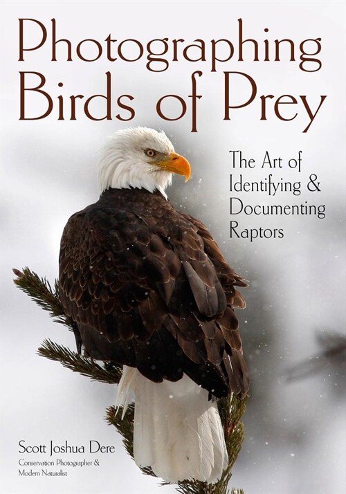 Photographing Birds of Prey: The Art of Identifying & Documenting Raptors (Paperback)