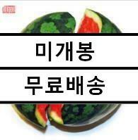 [중고] 씨 없는 수박 김대중 - 씨 없는 수박