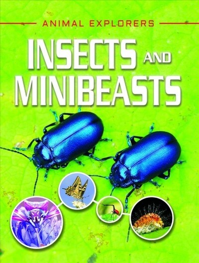 Insects and Minibeasts (Paperback)