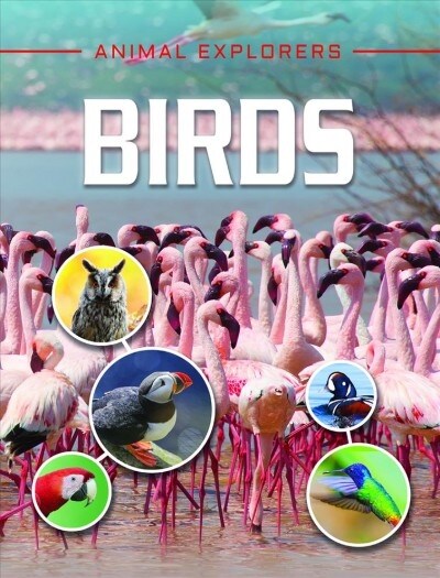 Birds (Library Binding)