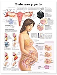 Embarazo y Parto / Pregnancy and Birth (Chart, 1st, LAM)