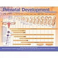 Prenatal Development Anatomical Chart (Other)