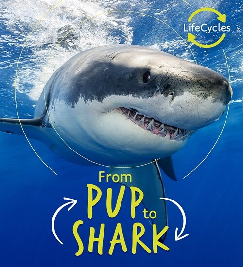 Lifecycles - Pup To Shark (Paperback)