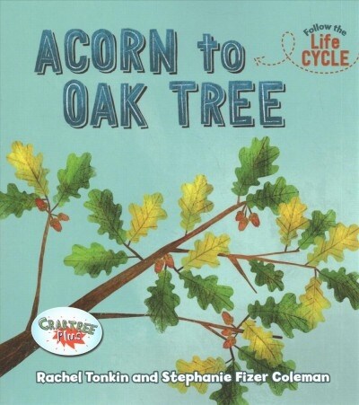 Acorn to Oak Tree (Paperback)