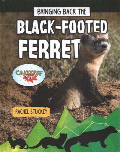 Bringing Back the Black-Footed Ferret (Library Binding)