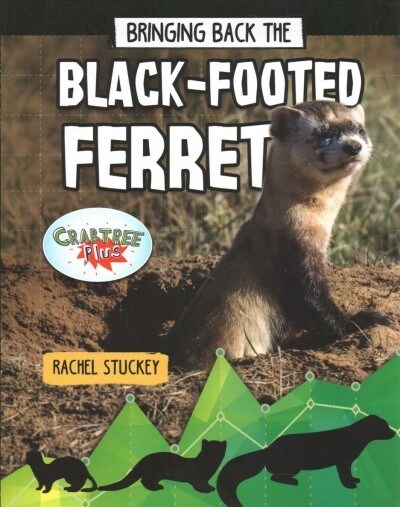 Bringing Back the Black-Footed Ferret (Paperback)