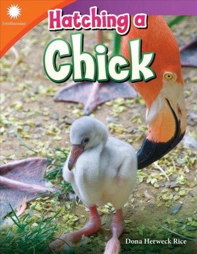 Hatching a Chick (Paperback)