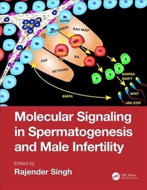 Molecular Signaling in Spermatogenesis and Male Infertility (Hardcover, 1)