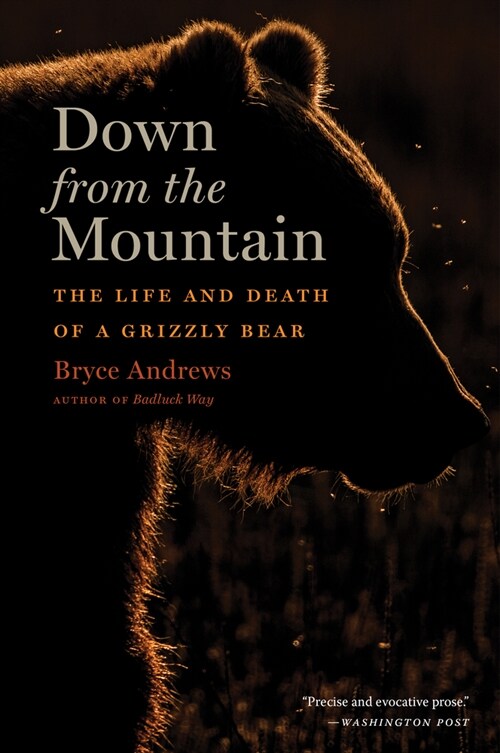 Down from the Mountain: The Life and Death of a Grizzly Bear (Paperback)
