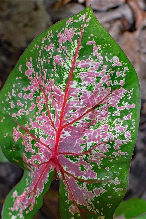 Lovely Pink and Green Caladium Leaf Journal: 150 Page Lined Notebook/Diary (Paperback)