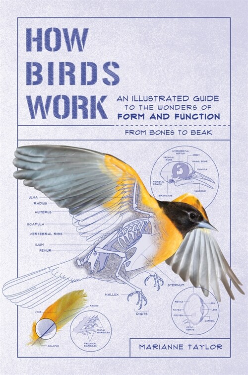 How Birds Work: An Illustrated Guide to the Wonders of Form and Function - From Bones to Beak (Paperback)