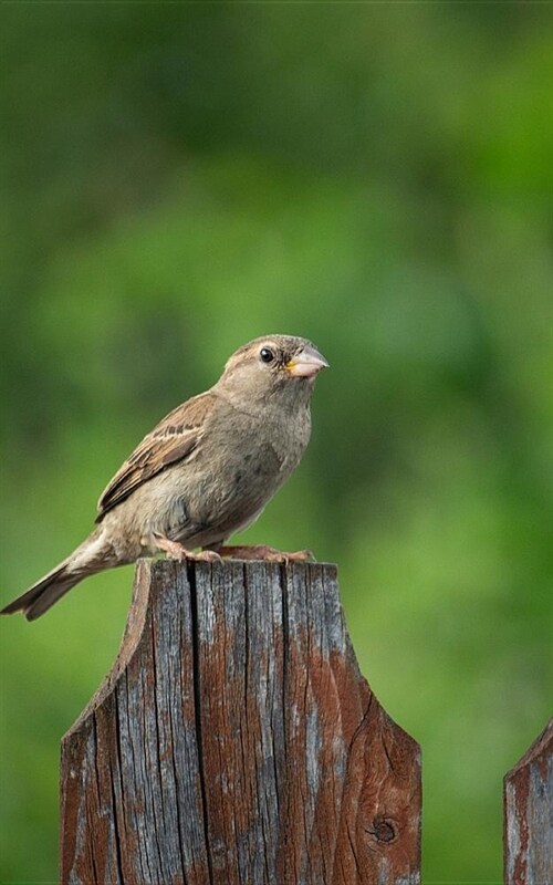 Notebook: Cute Little Sparrow in the Water 5 x 8 150 Ruled Pages (Paperback)