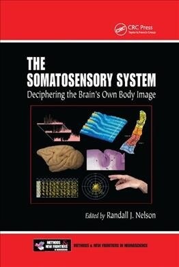 The Somatosensory System : Deciphering the Brains Own Body Image (Paperback)