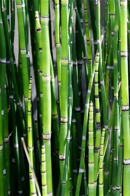 Vivid Green Bamboo Reeds Journal: 150 Page Lined Notebook/Diary (Paperback)