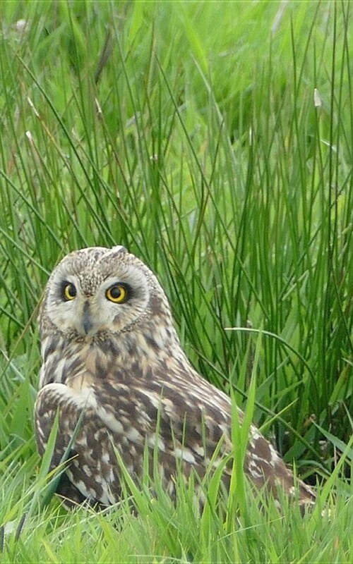 Notebook: Short Eared Owl 5 x 8 150 Ruled Pages (Paperback)
